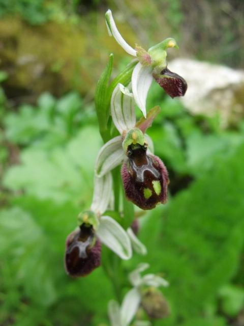 Ophrys exaltata subsp. exaltata